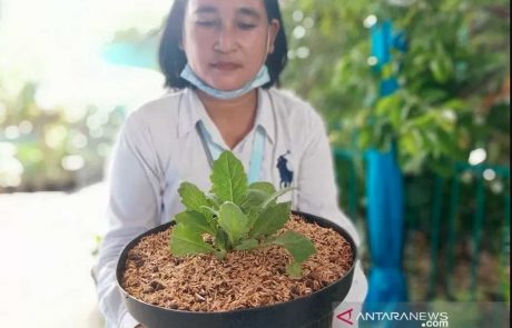 penanaman4 penanaman4